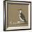 Study of a Razorbill-German School-Framed Giclee Print