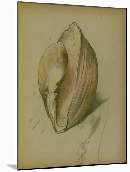 Study of a Shell, 1930S (Pencil, Pen & Ink on Paper)-John Northcote Nash-Mounted Giclee Print