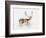 Study of a Stag-Mark Adlington-Framed Giclee Print