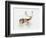 Study of a Stag-Mark Adlington-Framed Giclee Print