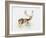 Study of a Stag-Mark Adlington-Framed Giclee Print