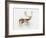 Study of a Stag-Mark Adlington-Framed Giclee Print