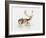 Study of a Stag-Mark Adlington-Framed Giclee Print