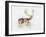 Study of a Stag-Mark Adlington-Framed Giclee Print