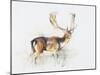 Study of a Stag-Mark Adlington-Mounted Giclee Print