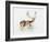 Study of a Stag-Mark Adlington-Framed Giclee Print