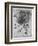 Study of a Star of Bethlehem Plant, 1505-1507-Leonardo da Vinci-Framed Giclee Print