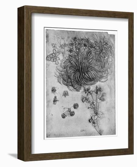 Study of a Star of Bethlehem Plant, 1505-1507-Leonardo da Vinci-Framed Giclee Print