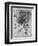 Study of a Star of Bethlehem Plant, 1505-1507-Leonardo da Vinci-Framed Giclee Print