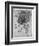 Study of a Star of Bethlehem Plant, 1505-1507-Leonardo da Vinci-Framed Giclee Print