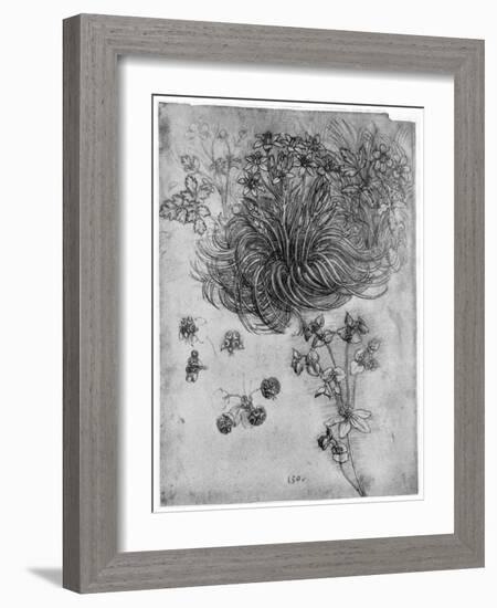 Study of a Star of Bethlehem Plant, 1505-1507-Leonardo da Vinci-Framed Giclee Print