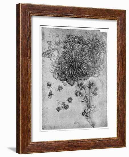 Study of a Star of Bethlehem Plant, 1505-1507-Leonardo da Vinci-Framed Giclee Print