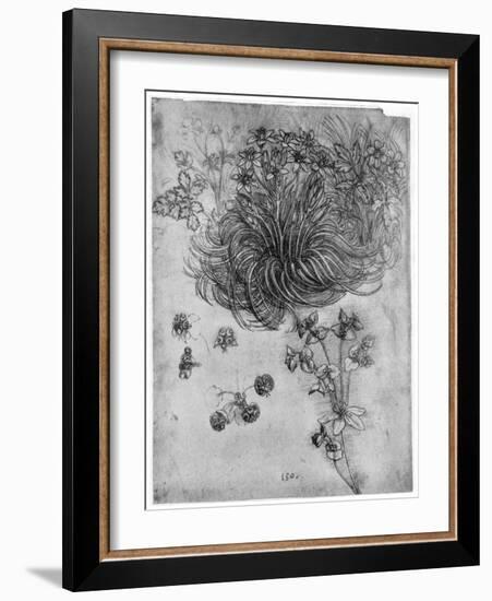 Study of a Star of Bethlehem Plant, 1505-1507-Leonardo da Vinci-Framed Giclee Print