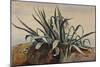 Study of an Agave, with Additions by a Borbone Pupil-Giacinto Gigante-Mounted Giclee Print