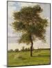 Study of an Ash Tree in Summer, 1883-James Hey Davies-Mounted Giclee Print