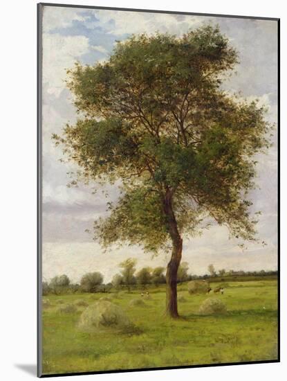 Study of an Ash Tree in Summer, 1883-James Hey Davies-Mounted Giclee Print