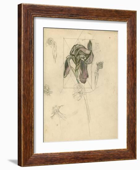 Study of an Iris (Pencil, Pen & Ink and Crayon on Paper)-John Northcote Nash-Framed Giclee Print