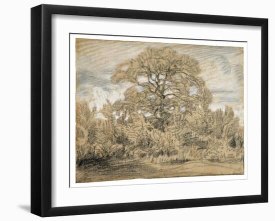 Study of an Oak Tree, C.1862 (Black & White Chalk on Laid Paper)-Theodore Rousseau-Framed Giclee Print