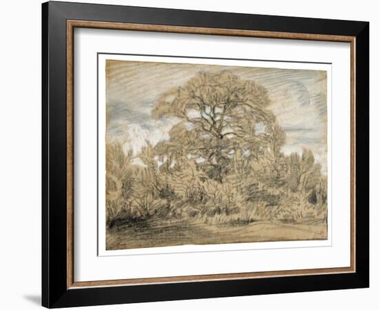 Study of an Oak Tree, C.1862 (Black & White Chalk on Laid Paper)-Theodore Rousseau-Framed Giclee Print