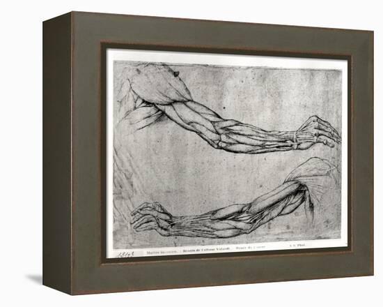 Study of Arms-Leonardo da Vinci-Framed Premier Image Canvas