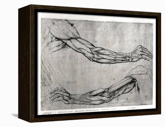 Study of Arms-Leonardo da Vinci-Framed Premier Image Canvas