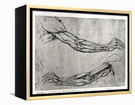 Study of Arms-Leonardo da Vinci-Framed Premier Image Canvas