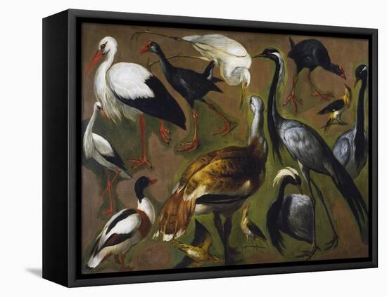 Study of Birds, by Alexandre-Francois Desportes (1661-1743), France, 18th Century-Alexandre-Francois Desportes-Framed Premier Image Canvas