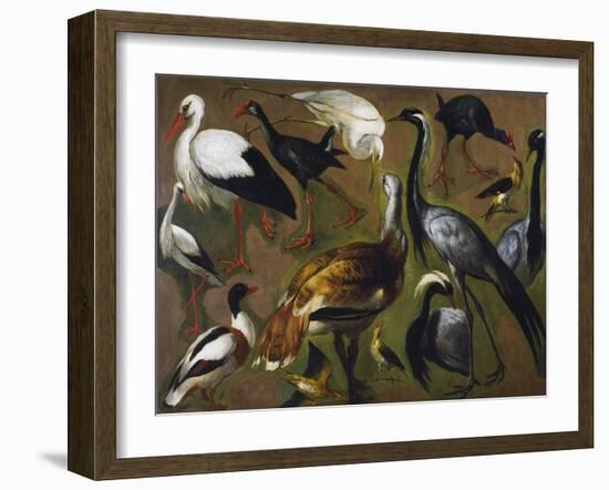 Study of Birds, by Alexandre-Francois Desportes (1661-1743), France, 18th Century-Alexandre-Francois Desportes-Framed Giclee Print