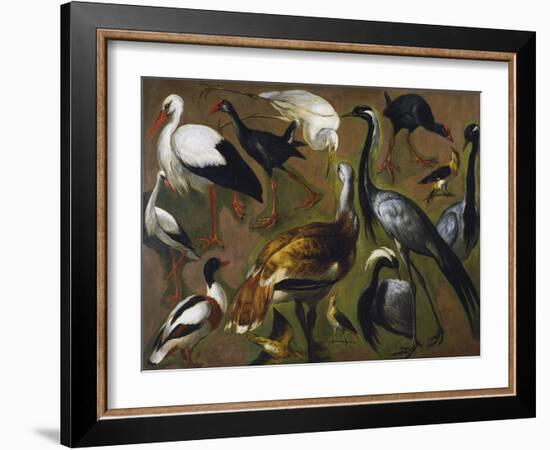 Study of Birds, by Alexandre-Francois Desportes (1661-1743), France, 18th Century-Alexandre-Francois Desportes-Framed Giclee Print