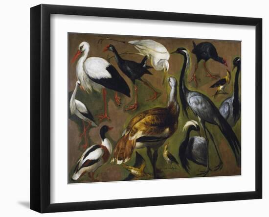 Study of Birds, by Alexandre-Francois Desportes (1661-1743), France, 18th Century-Alexandre-Francois Desportes-Framed Giclee Print