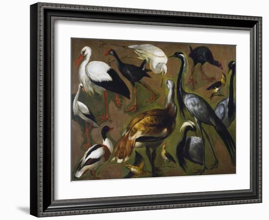 Study of Birds, by Alexandre-Francois Desportes (1661-1743), France, 18th Century-Alexandre-Francois Desportes-Framed Giclee Print