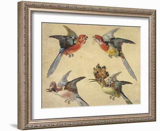 Study of Birds: Two Parrots, a Hoopoe and a Jay-Alexandre-Francois Desportes-Framed Giclee Print