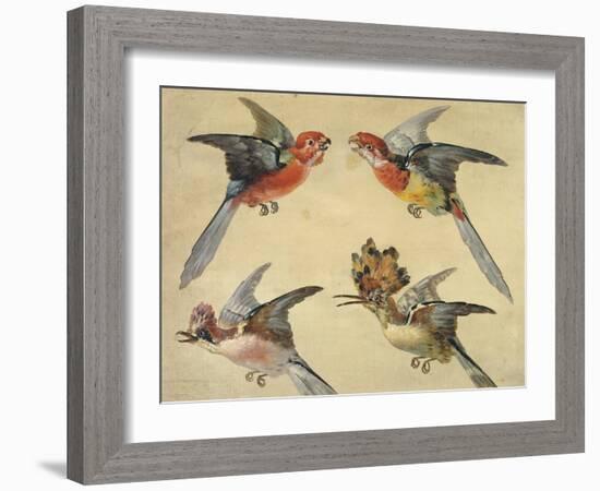 Study of Birds: Two Parrots, a Hoopoe and a Jay-Alexandre-Francois Desportes-Framed Giclee Print