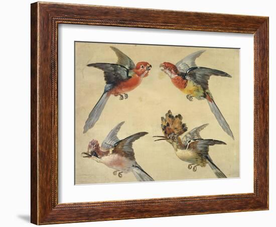 Study of Birds: Two Parrots, a Hoopoe and a Jay-Alexandre-Francois Desportes-Framed Giclee Print
