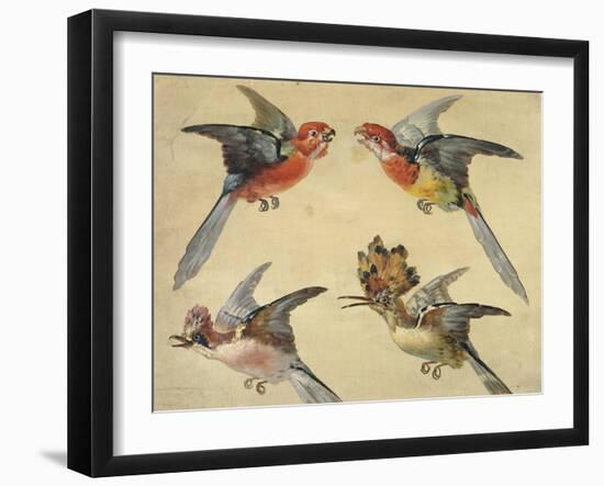 Study of Birds: Two Parrots, a Hoopoe and a Jay-Alexandre-Francois Desportes-Framed Giclee Print