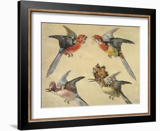 Study of Birds: Two Parrots, a Hoopoe and a Jay-Alexandre-Francois Desportes-Framed Giclee Print