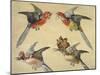 Study of Birds: Two Parrots, a Hoopoe and a Jay-Alexandre-Francois Desportes-Mounted Giclee Print