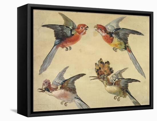 Study of Birds: Two Parrots, a Hoopoe and a Jay-Alexandre-Francois Desportes-Framed Premier Image Canvas