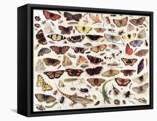 Study of Butterflies and Other Insects-Jan van Kessel the Elder-Framed Premier Image Canvas