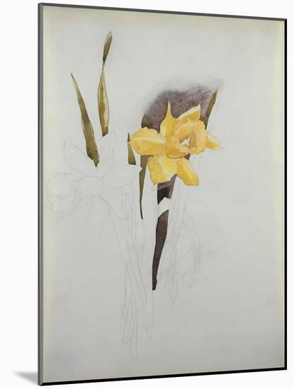 Study of Daffodils-George Wesley Bellows-Mounted Giclee Print