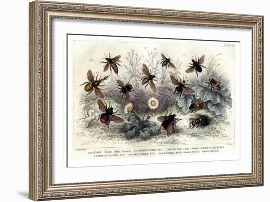 Study of Different Bees, Engraved J. Bishop-Julius Stewart-Framed Giclee Print