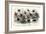 Study of Different Bees, Engraved J. Bishop-Julius Stewart-Framed Giclee Print