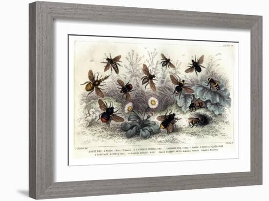 Study of Different Bees, Engraved J. Bishop-Julius Stewart-Framed Giclee Print