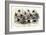 Study of Different Bees, Engraved J. Bishop-Julius Stewart-Framed Giclee Print