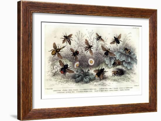 Study of Different Bees, Engraved J. Bishop-Julius Stewart-Framed Giclee Print