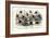 Study of Different Bees, Engraved J. Bishop-Julius Stewart-Framed Giclee Print