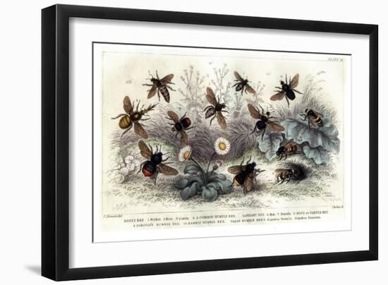 Study of Different Bees, Engraved J. Bishop-Julius Stewart-Framed Giclee Print