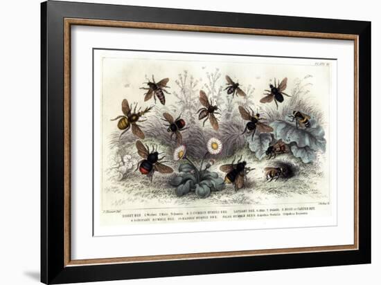 Study of Different Bees, Engraved J. Bishop-Julius Stewart-Framed Giclee Print