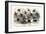 Study of Different Bees, Engraved J. Bishop-Julius Stewart-Framed Giclee Print