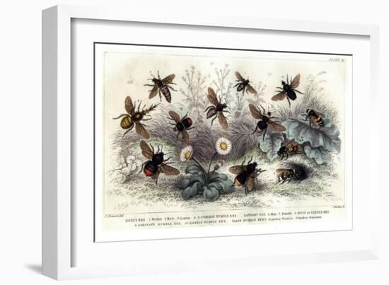 Study of Different Bees, Engraved J. Bishop-Julius Stewart-Framed Giclee Print